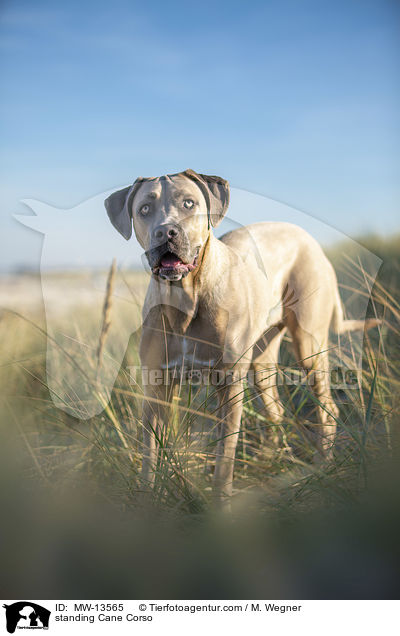 stehender Cane Corso / standing Cane Corso / MW-13565