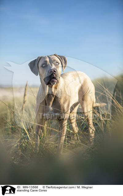 stehender Cane Corso / standing Cane Corso / MW-13566