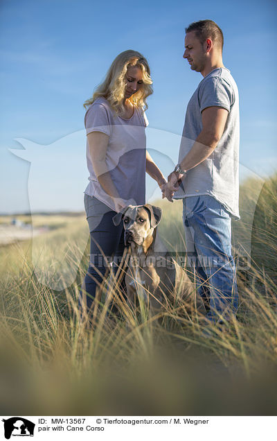 Paar mit Cane Corso / pair with Cane Corso / MW-13567