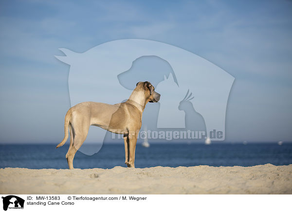 stehender Cane Corso / standing Cane Corso / MW-13583