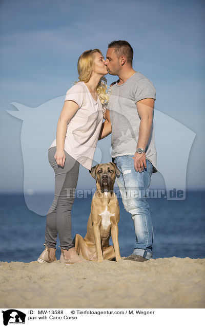 Prchen mit Cane Corso / pair with Cane Corso / MW-13588