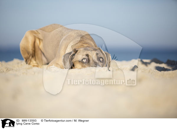 liegender Cane Corso / lying Cane Corso / MW-13593