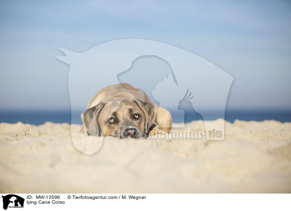 liegender Cane Corso / lying Cane Corso / MW-13596