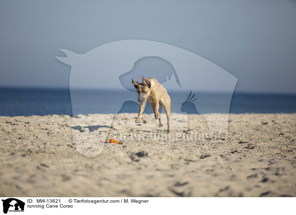 rennender Cane Corso / running Cane Corso / MW-13621