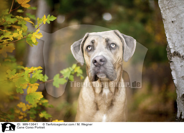 Cane Corso Portrait / Cane Corso Portrait / MW-13641