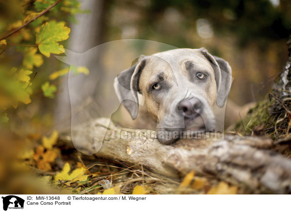 Cane Corso Portrait / Cane Corso Portrait / MW-13648
