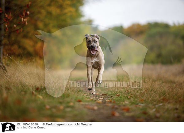 rennender Cane Corso / running Cane Corso / MW-13658