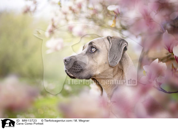 Cane Corso Portrait / Cane Corso Portrait / MW-13723