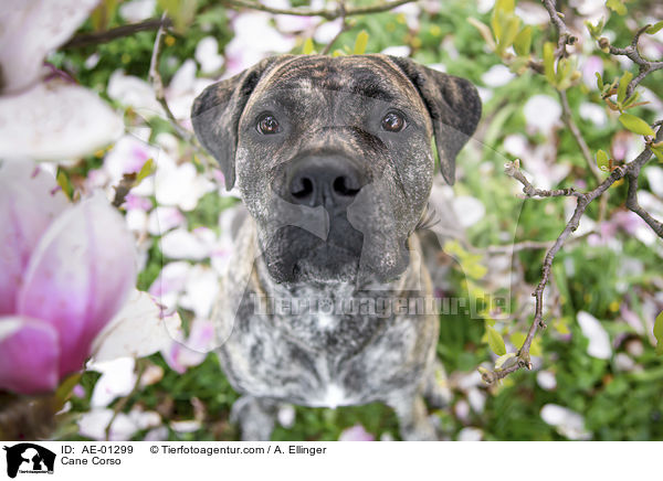Cane Corso / Cane Corso / AE-01299