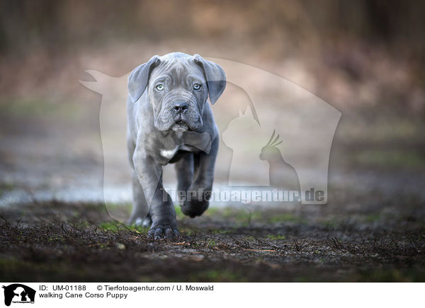 laufender Cane Corso Welpe / walking Cane Corso Puppy / UM-01188