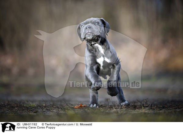 rennender Cane Corso Welpe / running Cane Corso Puppy / UM-01192