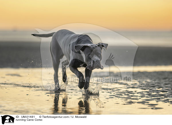 rennender Cane Corso / running Cane Corso / UM-01481