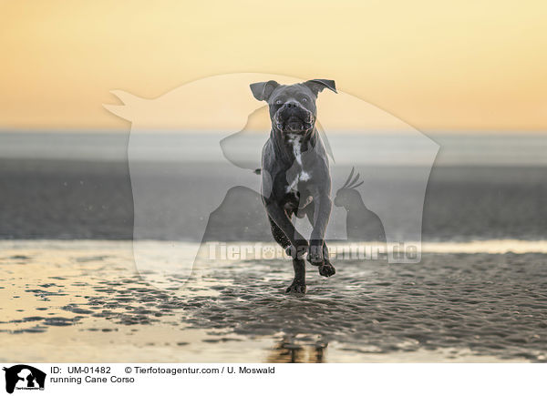 rennender Cane Corso / running Cane Corso / UM-01482