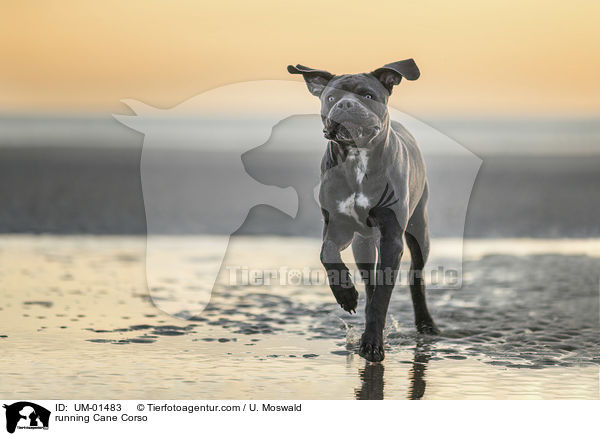rennender Cane Corso / running Cane Corso / UM-01483