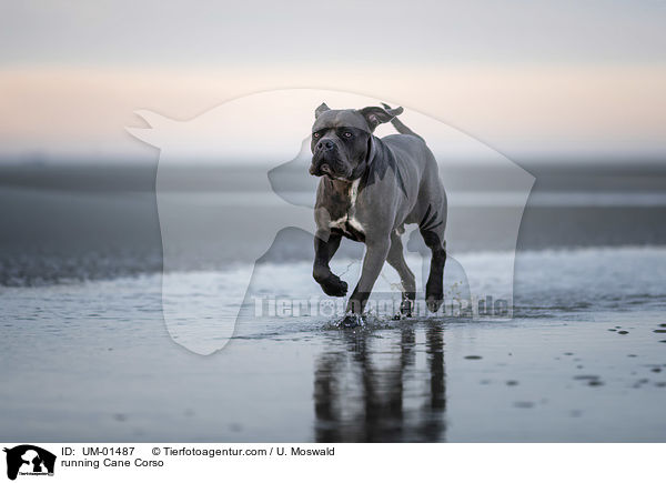 rennender Cane Corso / running Cane Corso / UM-01487