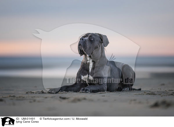 liegender Cane Corso / lying Cane Corso / UM-01491