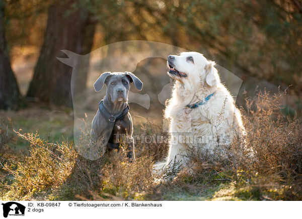 2 Hunde / 2 dogs / KB-09847