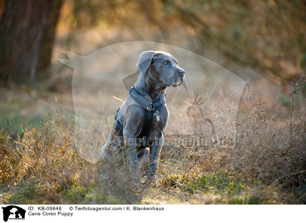Cane Corso Welpe / Cane Corso Puppy / KB-09848