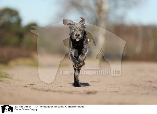 Cane Corso Welpe / Cane Corso Puppy / KB-09854