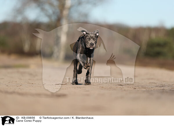 Cane Corso Welpe / Cane Corso Puppy / KB-09856