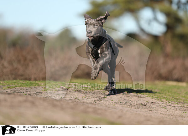 Cane Corso Welpe / Cane Corso Puppy / KB-09863