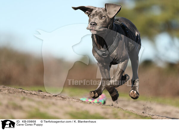 Cane Corso Welpe / Cane Corso Puppy / KB-09868