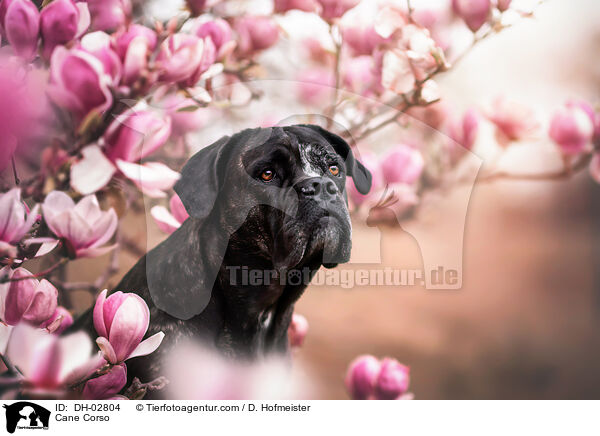 Cane Corso / Cane Corso / DH-02804