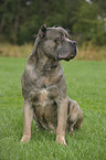 sitting Cane Corso