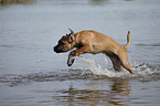 young Cane Corso