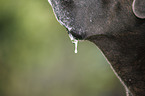 driveling Cane Corso
