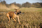 walking Cane Corso