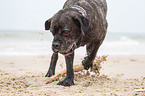 digging Cane Corso