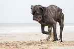 digging Cane Corso