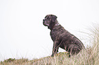 sitting Cane Corso