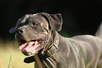 Cane Corso Portrait