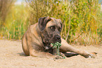 lying Cane Corso