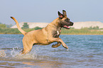running Cane Corso