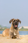 lying Cane Corso