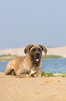 lying Cane Corso
