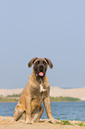 sitting Cane Corso