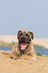lying Cane Corso