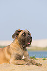 lying Cane Corso