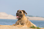 lying Cane Corso