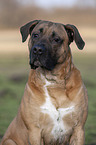Cane Corso Portrait