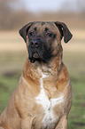 Cane Corso Portrait