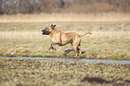 playing Cane Corso