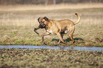 playing Cane Corso