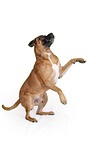 begging Cane Corso