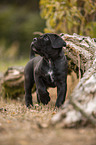 standing Cane Corso puppy