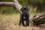standing Cane Corso puppy